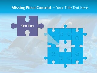 Flipper Dolphin Water PowerPoint Template