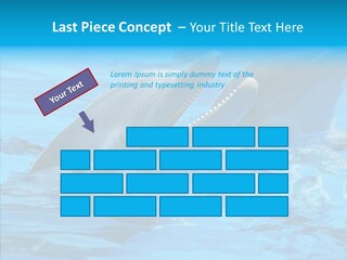 Flipper Dolphin Water PowerPoint Template