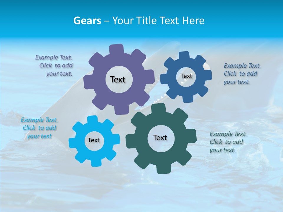 Flipper Dolphin Water PowerPoint Template