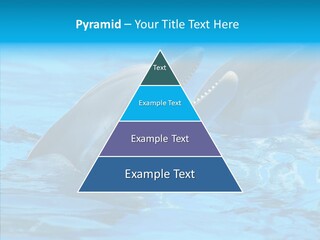 Flipper Dolphin Water PowerPoint Template