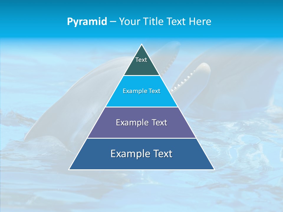 Flipper Dolphin Water PowerPoint Template