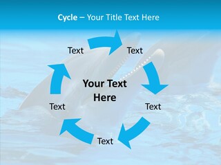 Flipper Dolphin Water PowerPoint Template