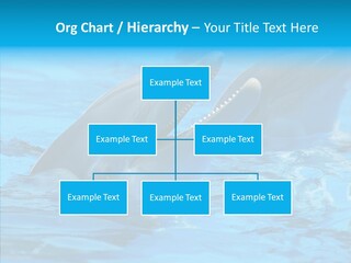 Flipper Dolphin Water PowerPoint Template