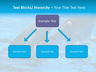 Flipper Dolphin Water PowerPoint Template