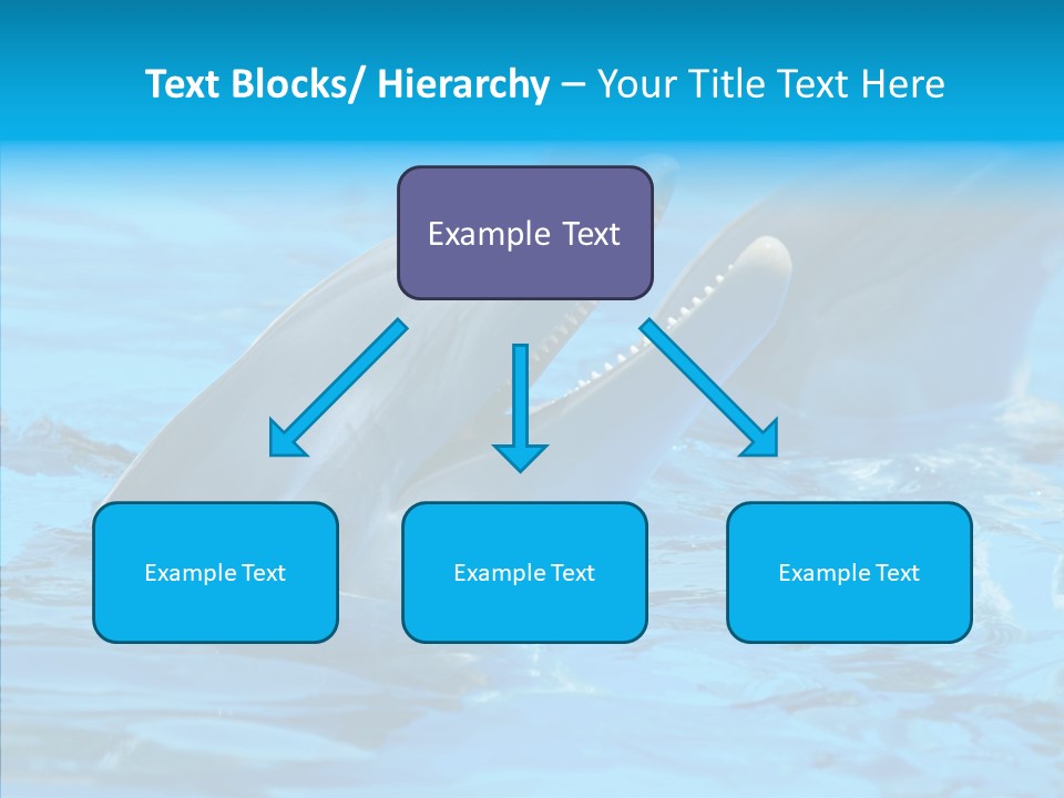 Flipper Dolphin Water PowerPoint Template