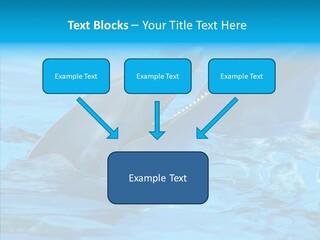 Flipper Dolphin Water PowerPoint Template