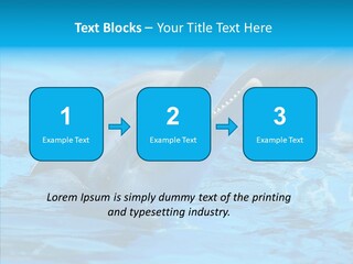 Flipper Dolphin Water PowerPoint Template