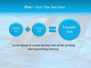 Flipper Dolphin Water PowerPoint Template