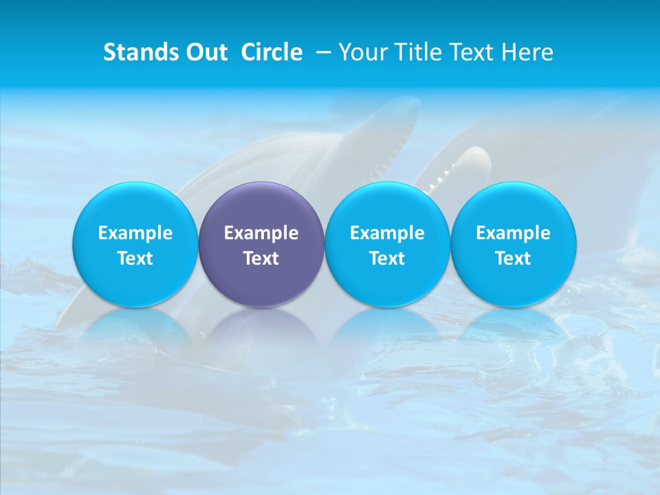 Flipper Dolphin Water PowerPoint Template