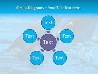 Flipper Dolphin Water PowerPoint Template