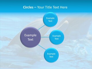 Flipper Dolphin Water PowerPoint Template