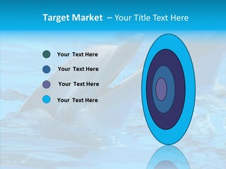 Flipper Dolphin Water PowerPoint Template