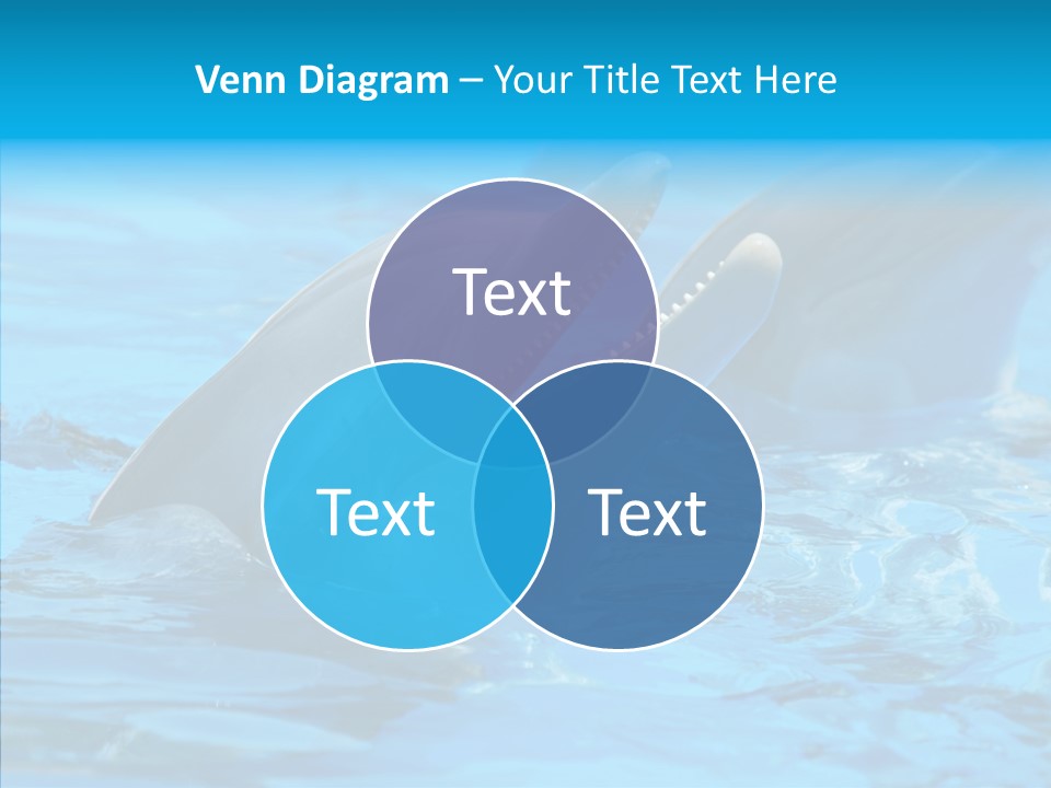 Flipper Dolphin Water PowerPoint Template