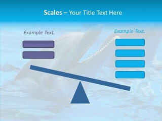 Flipper Dolphin Water PowerPoint Template