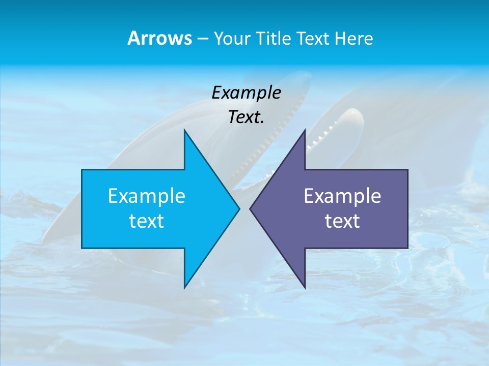 Flipper Dolphin Water PowerPoint Template