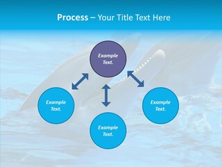 Flipper Dolphin Water PowerPoint Template