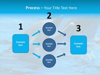 Flipper Dolphin Water PowerPoint Template