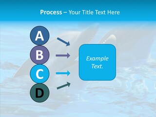Flipper Dolphin Water PowerPoint Template