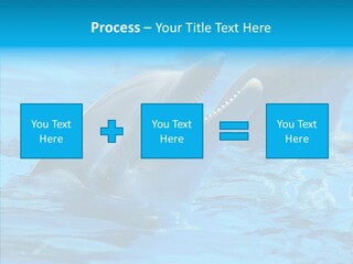 Flipper Dolphin Water PowerPoint Template
