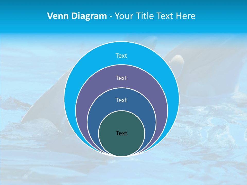 Flipper Dolphin Water PowerPoint Template