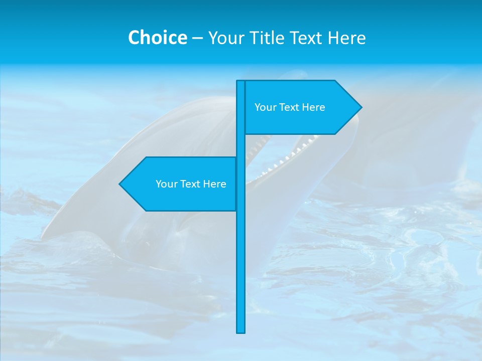 Flipper Dolphin Water PowerPoint Template