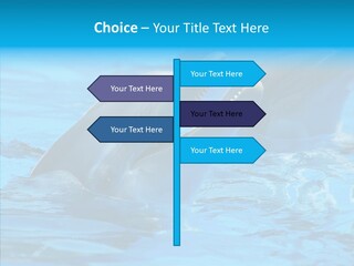 Flipper Dolphin Water PowerPoint Template