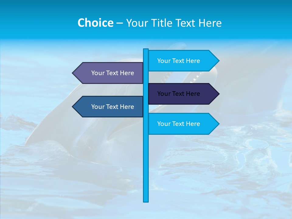 Flipper Dolphin Water PowerPoint Template