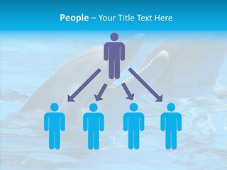 Flipper Dolphin Water PowerPoint Template