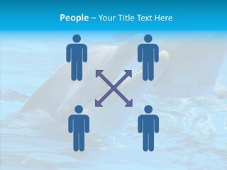 Flipper Dolphin Water PowerPoint Template