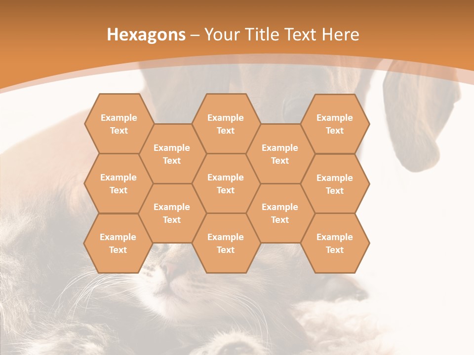 Kitten Rate Friends PowerPoint Template