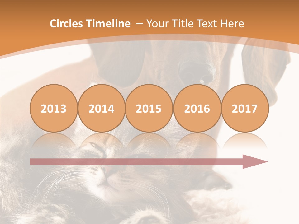 Kitten Rate Friends PowerPoint Template