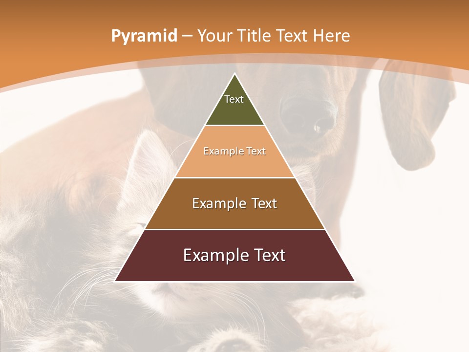 Kitten Rate Friends PowerPoint Template