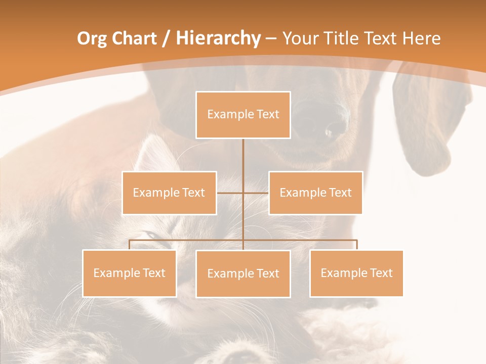 Kitten Rate Friends PowerPoint Template