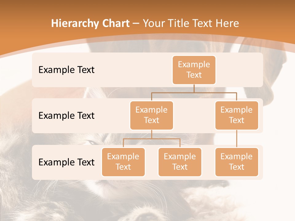 Kitten Rate Friends PowerPoint Template