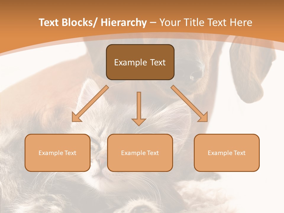 Kitten Rate Friends PowerPoint Template