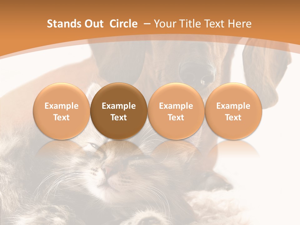 Kitten Rate Friends PowerPoint Template