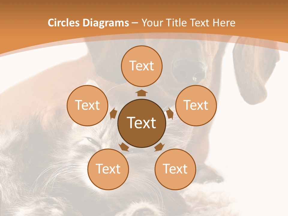 Kitten Rate Friends PowerPoint Template