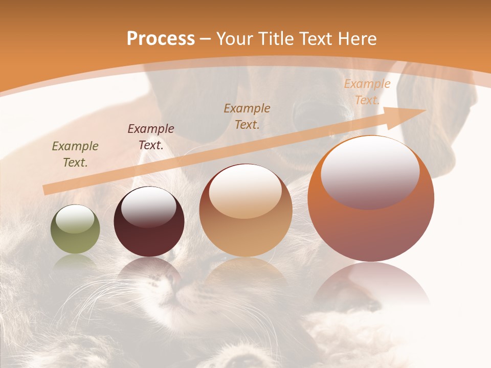 Kitten Rate Friends PowerPoint Template