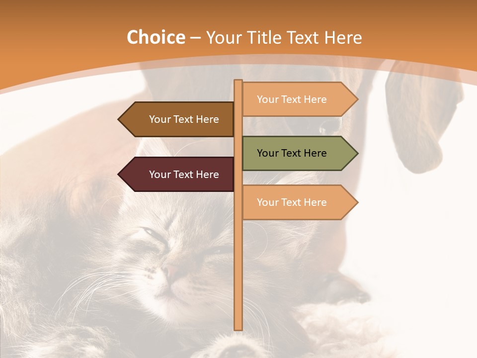 Kitten Rate Friends PowerPoint Template
