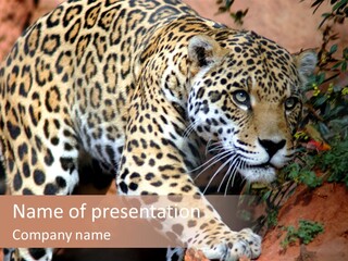 Cat Park Exotic PowerPoint Template