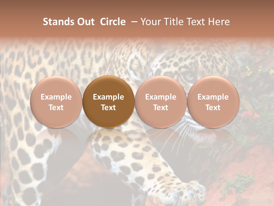 Cat Park Exotic PowerPoint Template