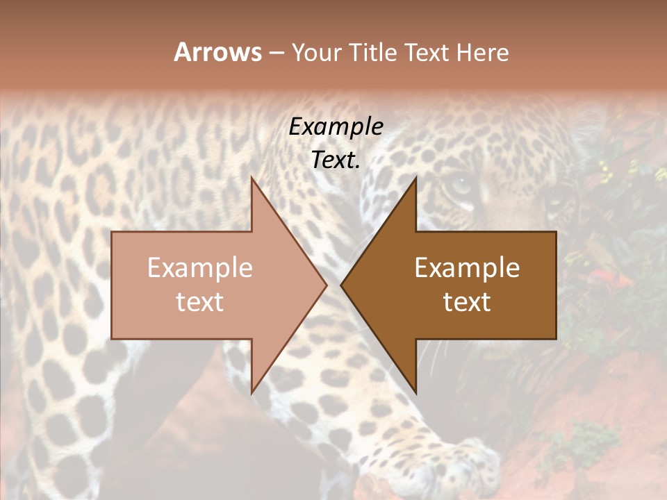Cat Park Exotic PowerPoint Template