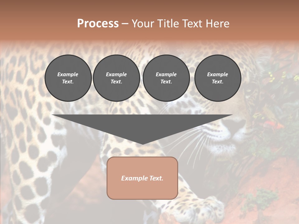 Cat Park Exotic PowerPoint Template