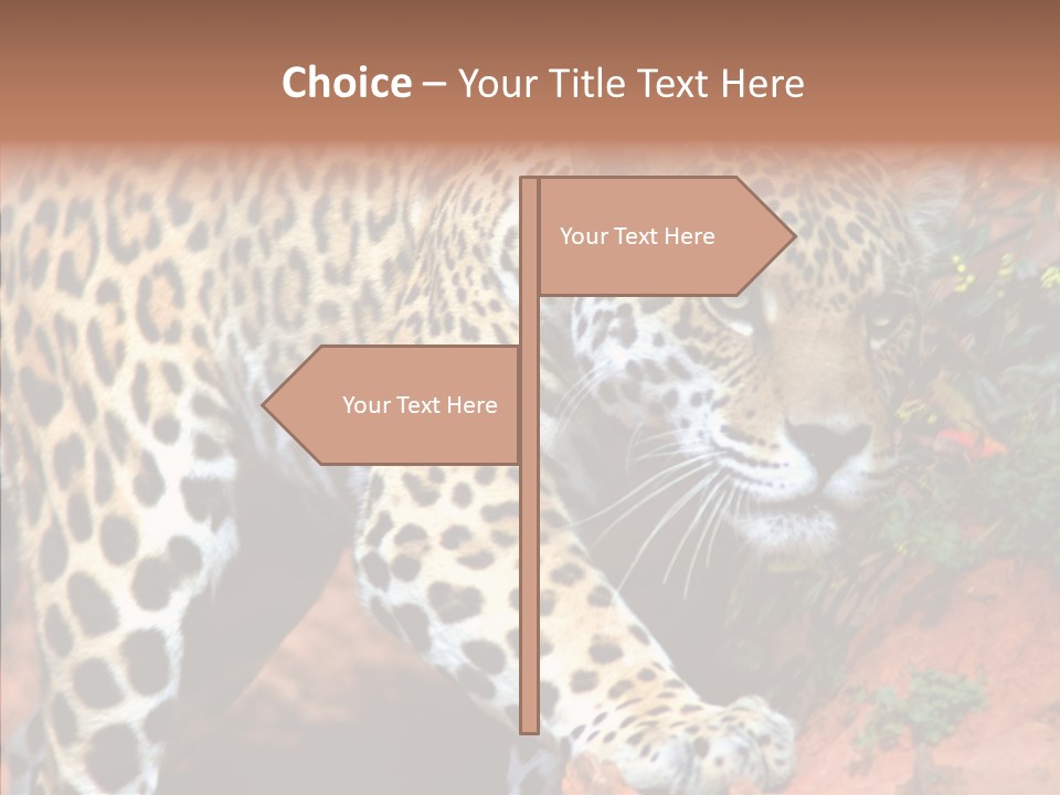 Cat Park Exotic PowerPoint Template