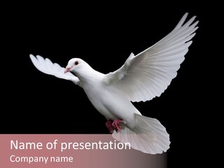 White Peace Free Flying PowerPoint Template