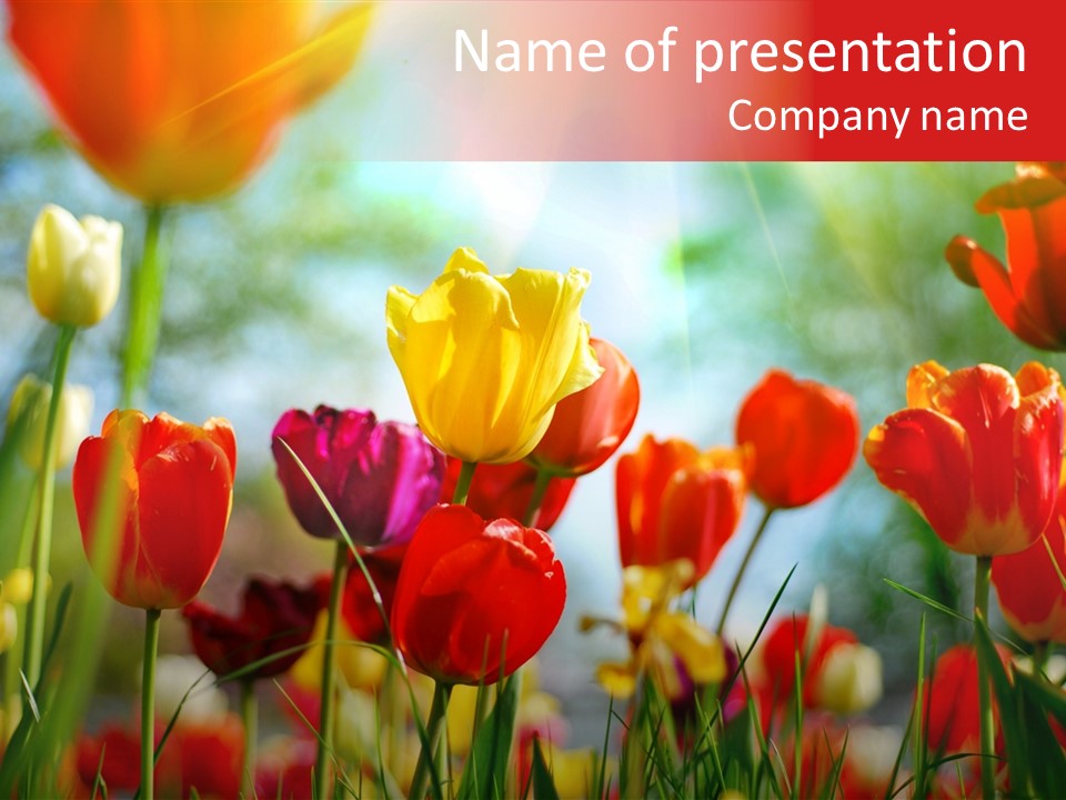 Tulip Yellow May PowerPoint Template