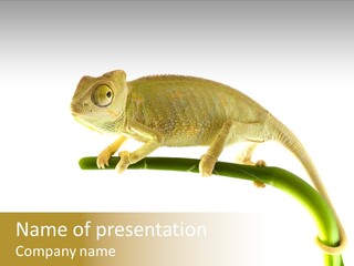 Beauty Chameleon Pigment PowerPoint Template
