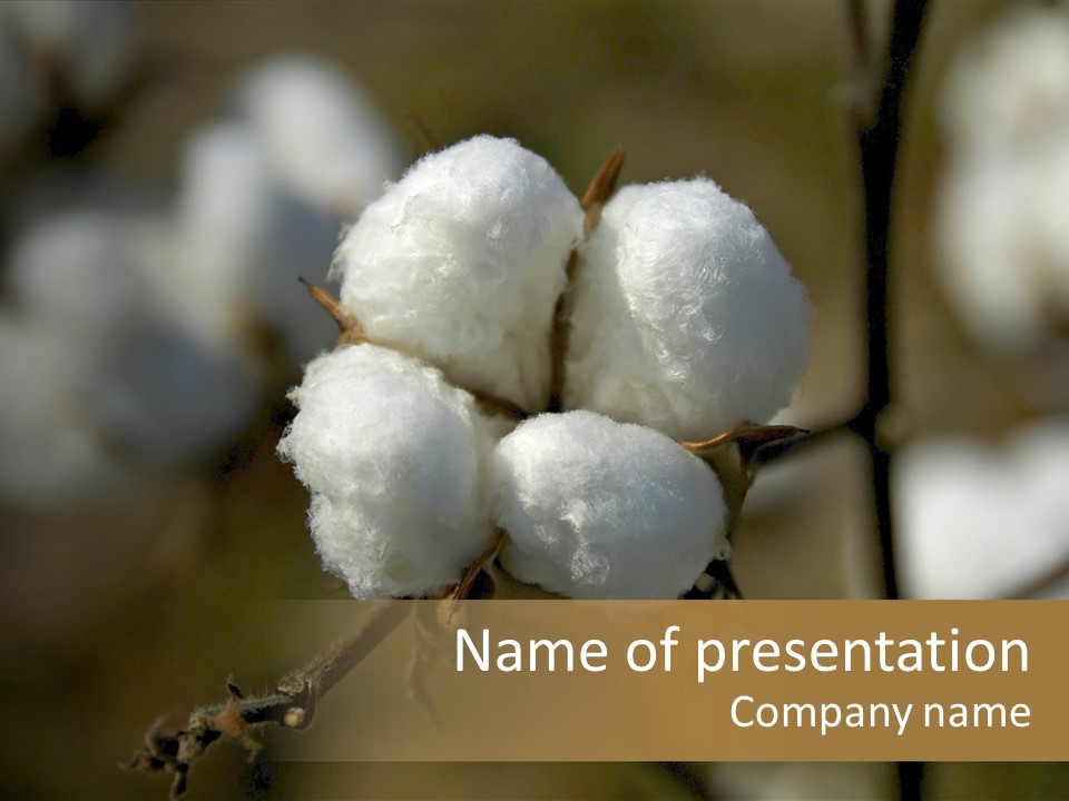 Fluffy Agriculture Bud PowerPoint Template