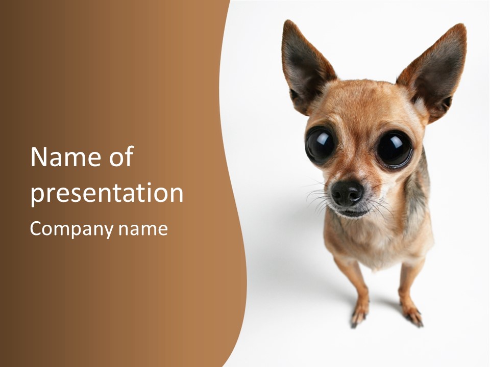 Chihuahua Funny Mutt PowerPoint Template