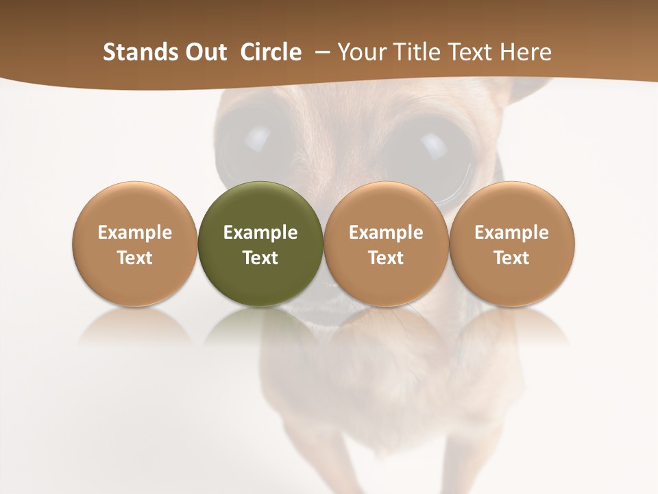 Chihuahua Funny Mutt PowerPoint Template